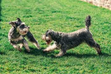 puppy body language