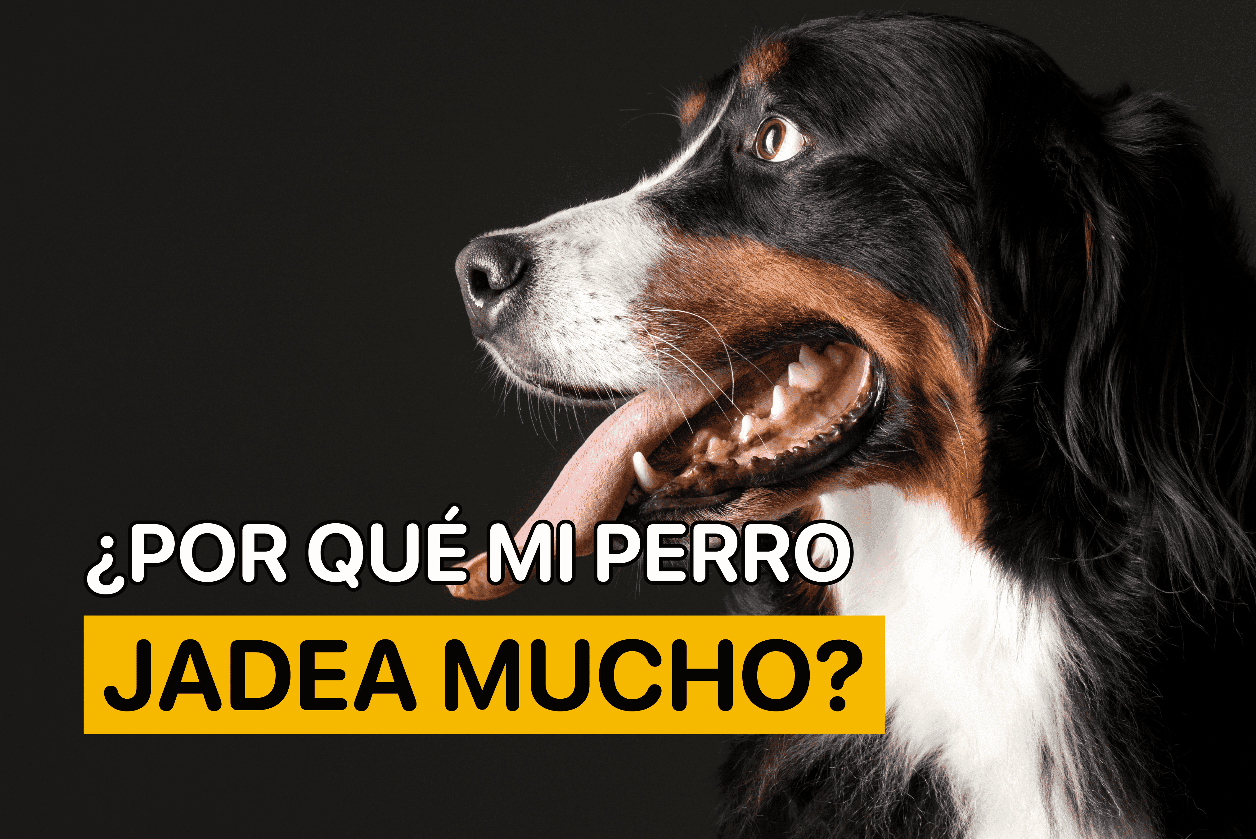 Por qué mi perro jadea mucho