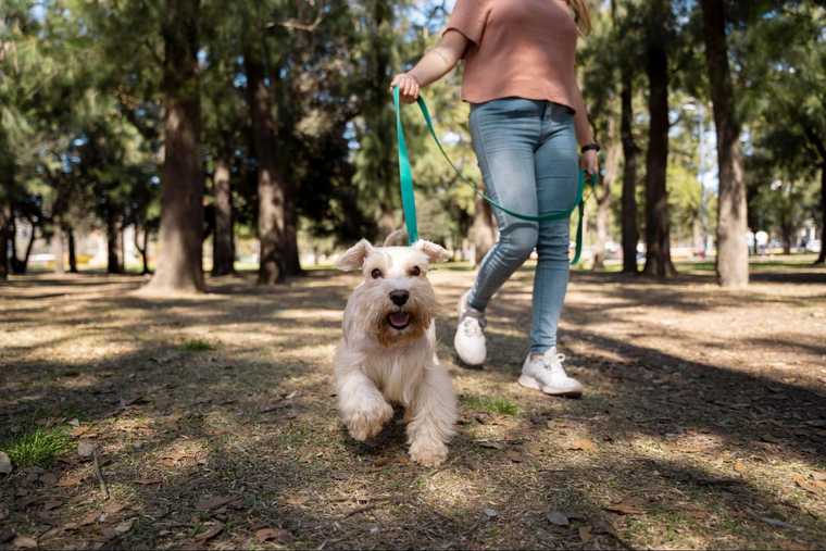 como hacer que un cachorro duerma toda la noche