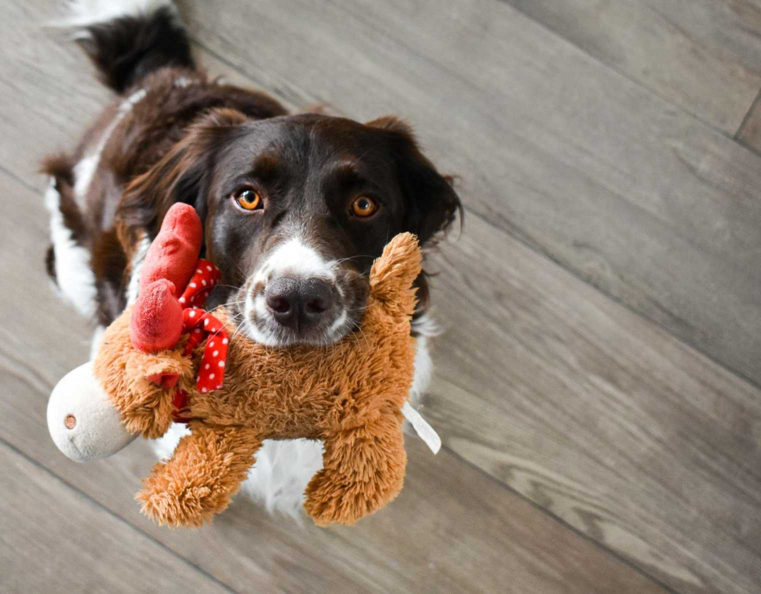 How to Teach Your Dog to Pick Up Toys in 5 Steps
