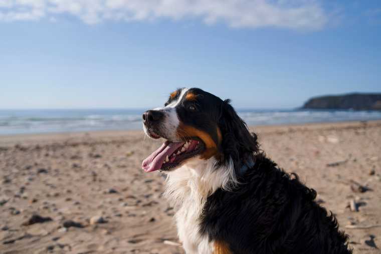 heatstroke in a dog