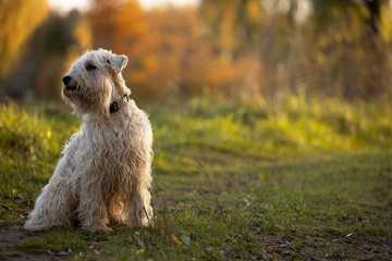 medium sized hypoallergenic dogs