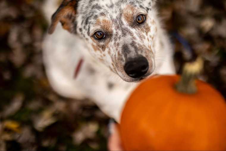 calabaza para los perros