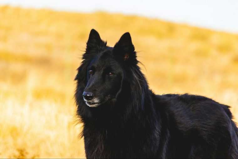 top girl dog names