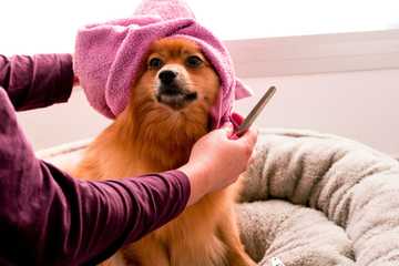 how to keep a dog from shedding so much