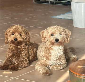 how to train maltipoo not to bark