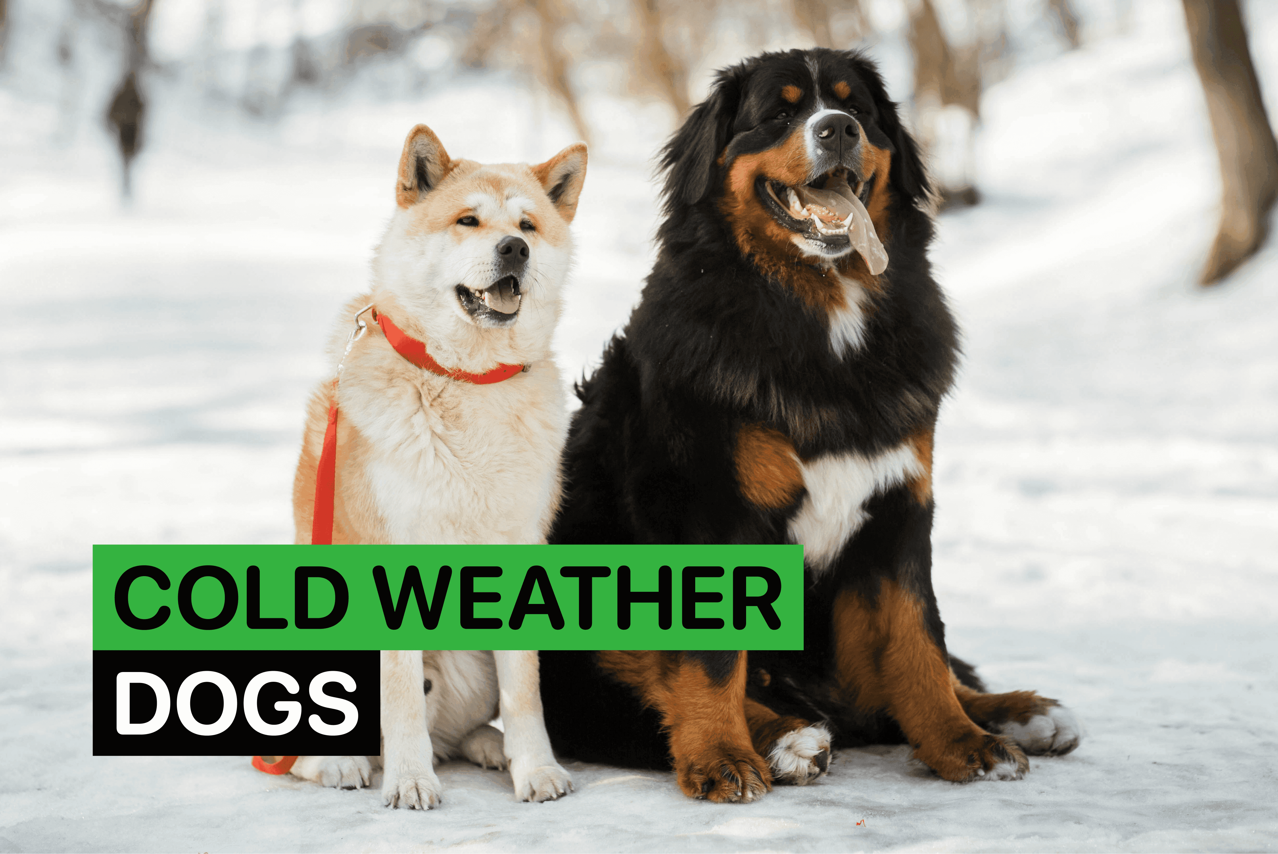 cold weather dogs