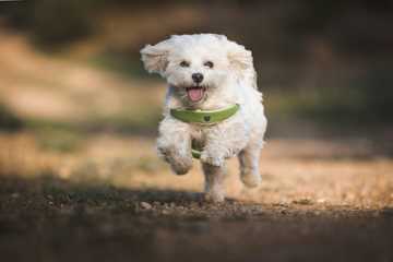 hypoallergenic small dogs