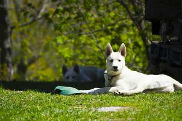 refrescar perros verano