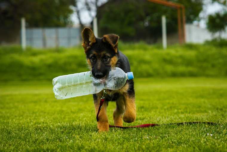 puppy dehydration