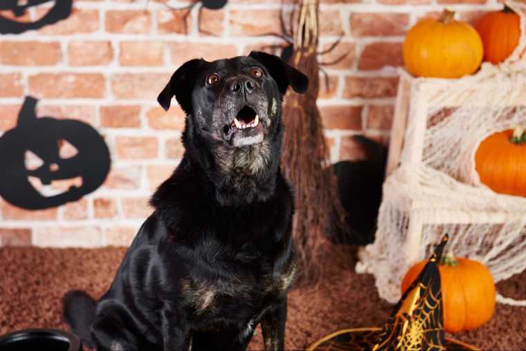 puede comer calabaza un perro