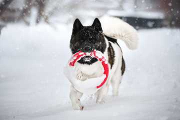 dog keeps eating snow