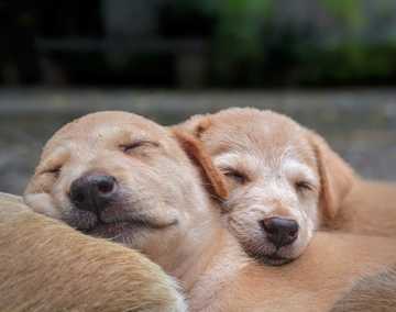 posturas dormir perro