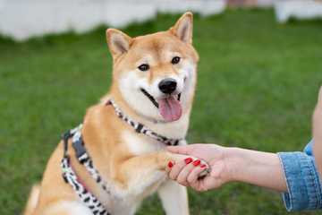 how long to puppy train