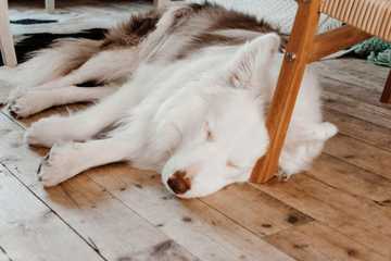 ways to cool dogs down