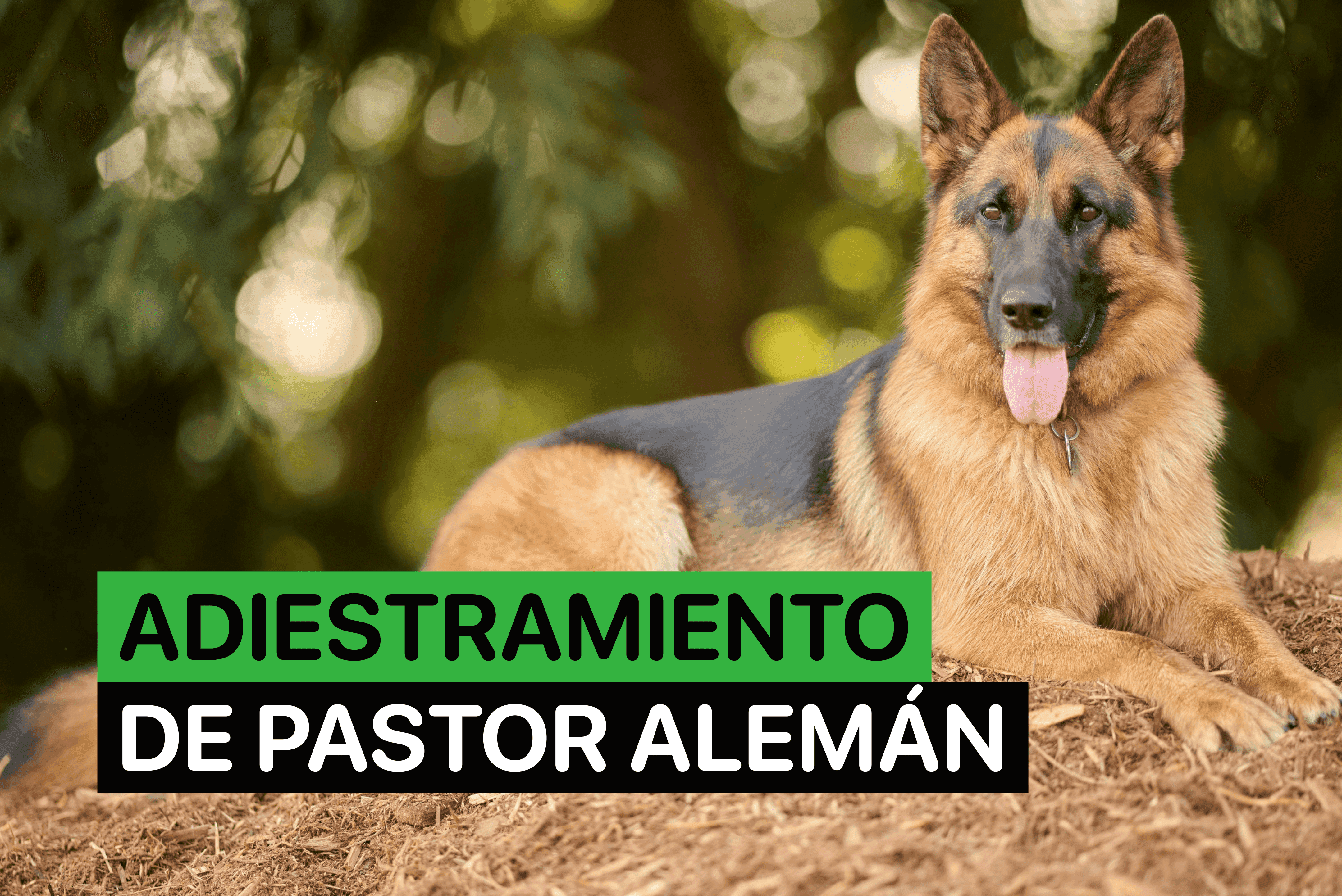 como adiestrar a un pastor aleman