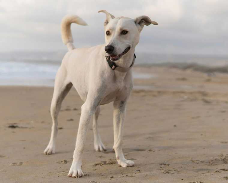 most common boy dog names