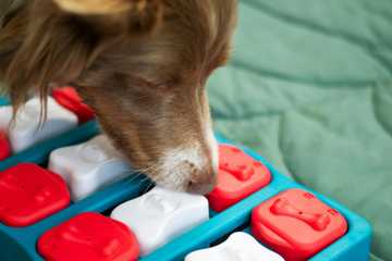 how do you take care of a dog