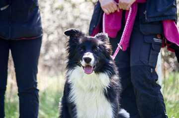 border collie trainability