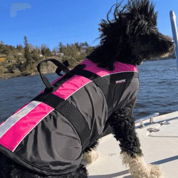 best dog breed to swim