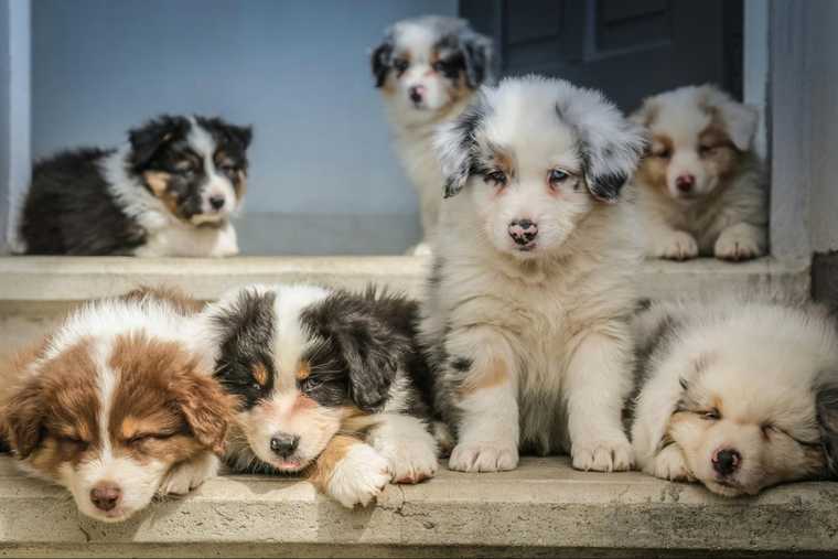 training australian shepherds