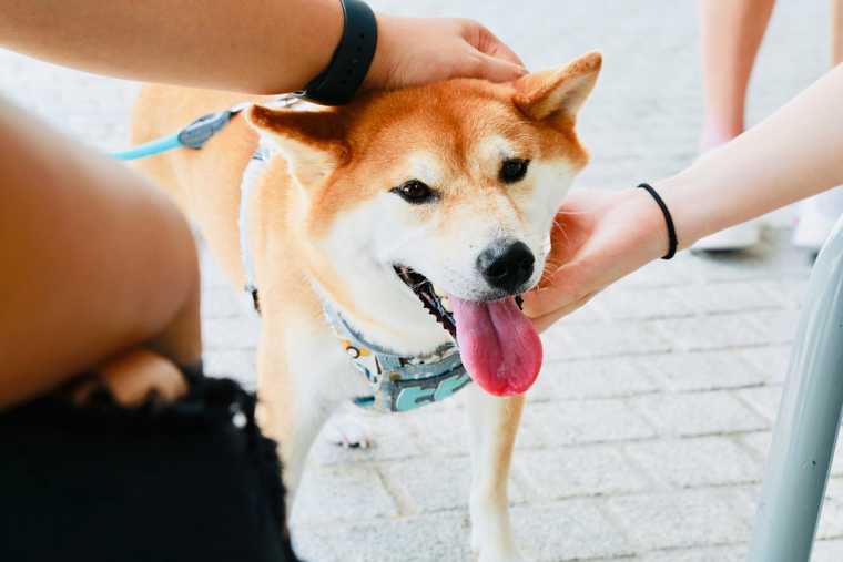 how to make my dog less anxious