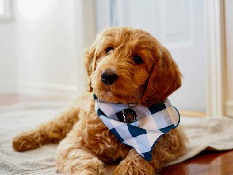 goldendoodle behavior problems