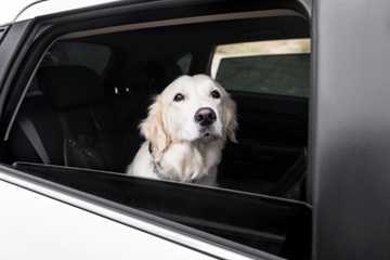 is it safe to leave a dog in a hot car