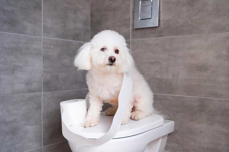 que hacer si mi perro no puede hacer del baño