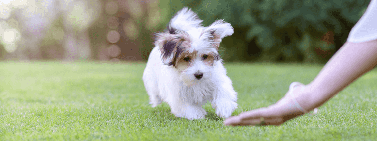 tips for first time puppy owners