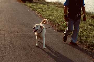 what temperature is too hot for dogs to walk on pavement