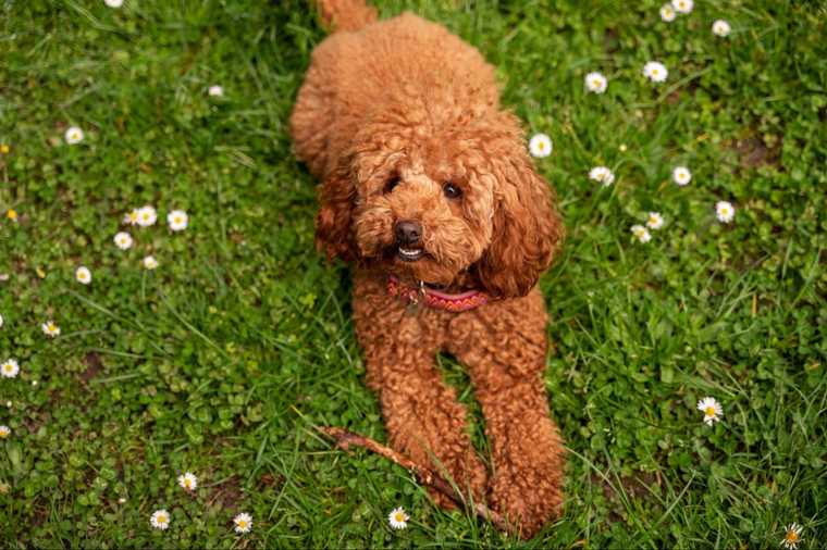 goldendoodle characteristics