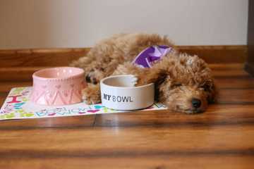 goldendoodle things to know