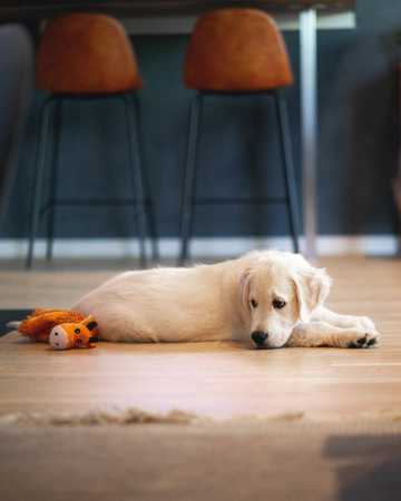 vertical-cute-shite-dog-yellow-stuffed-animal-laying-floor.jpg