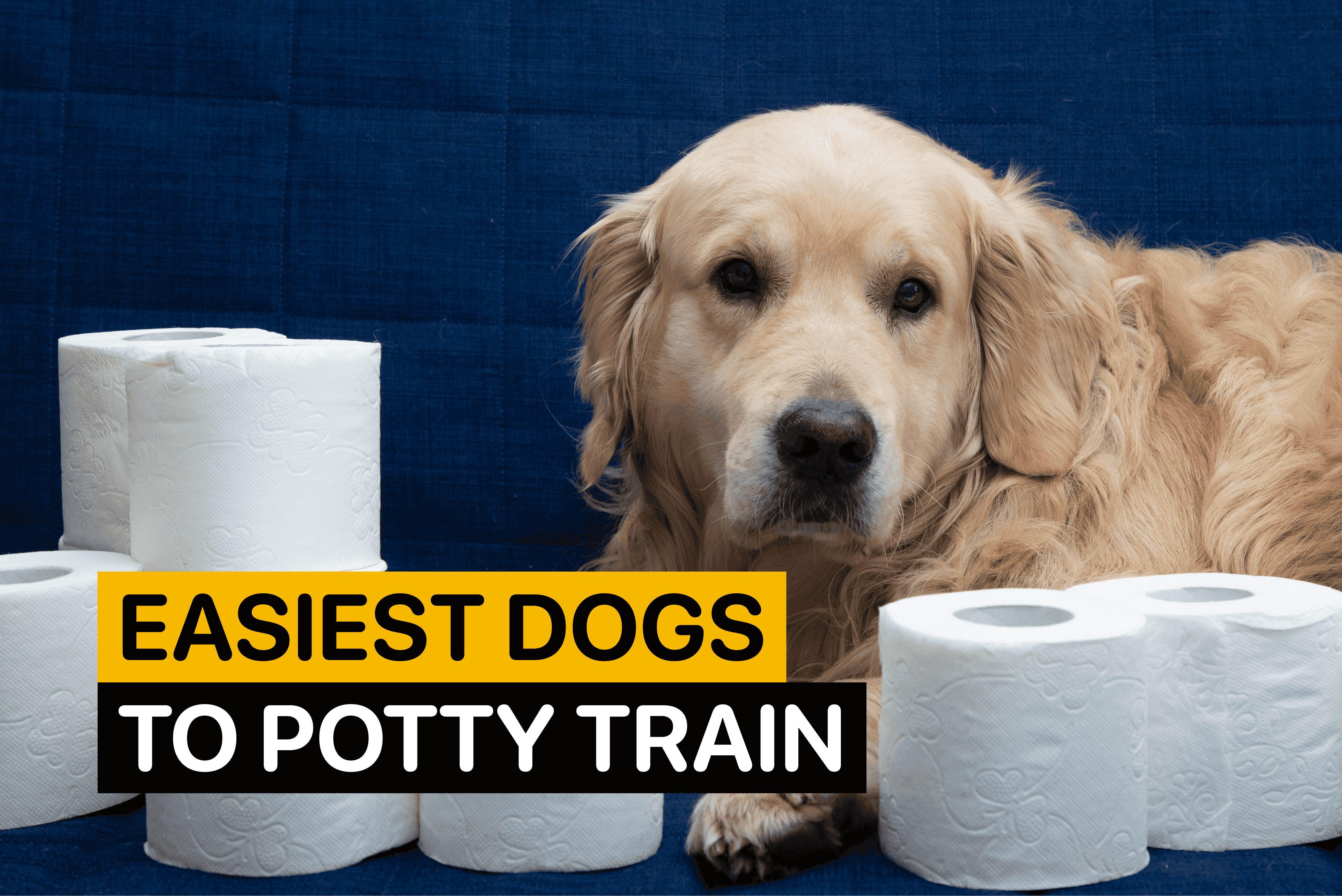 easy to potty train dogs