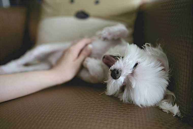 como calmar a un perro cuando esta agitado