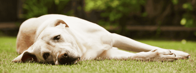 guide for first time dog owners