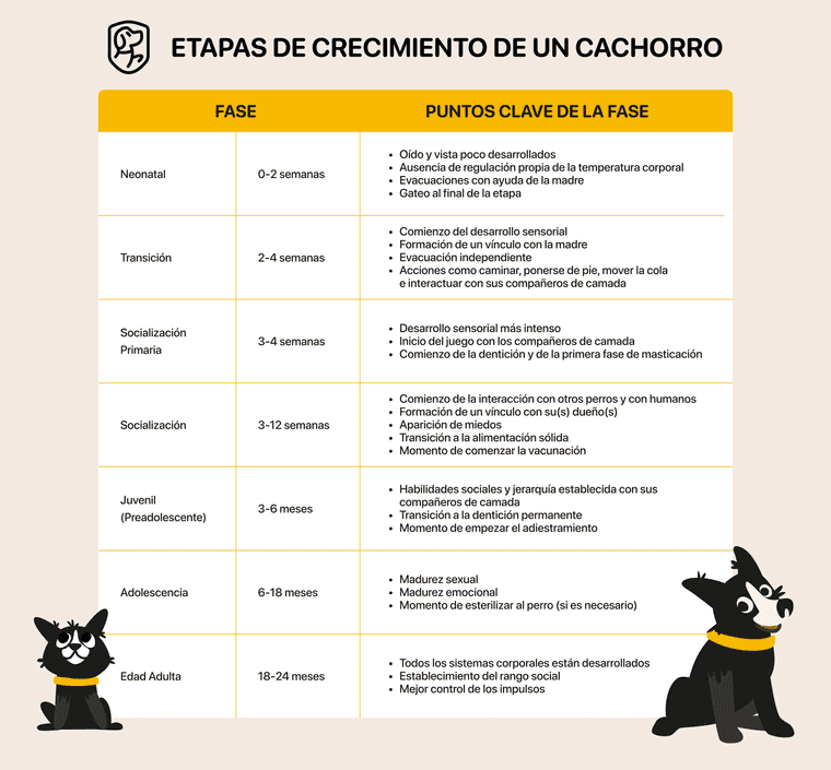 etapas de crecimiento de un cachorro