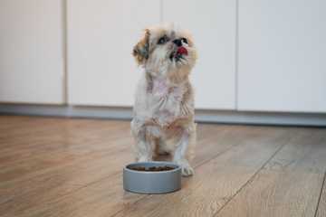 how to get my dog to poop outside