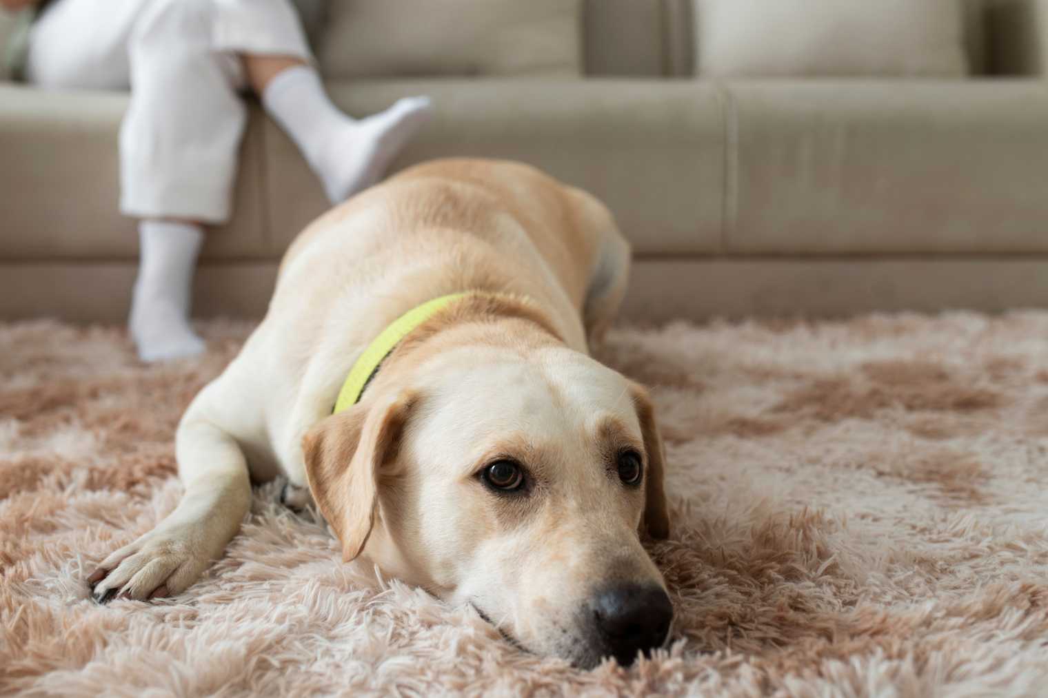 Image result for Why Do Dogs Shed? Everything You Need to Know