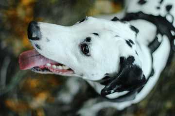 porque mi perro rasca su cama