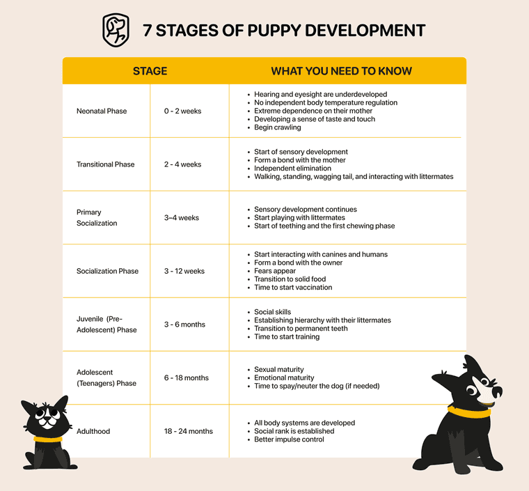 Dog Growth Chart How To Determine Your Dog s Healthy Weight And Body Dog Growth Chart How To Determine Your Dog s Healthy Weight And Body