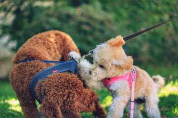 humping dog