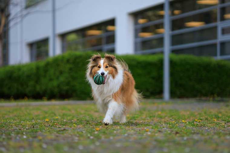 how to stop a dog from chewing on everything