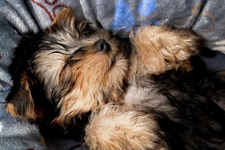 por que mi perro ronca cuando duerme