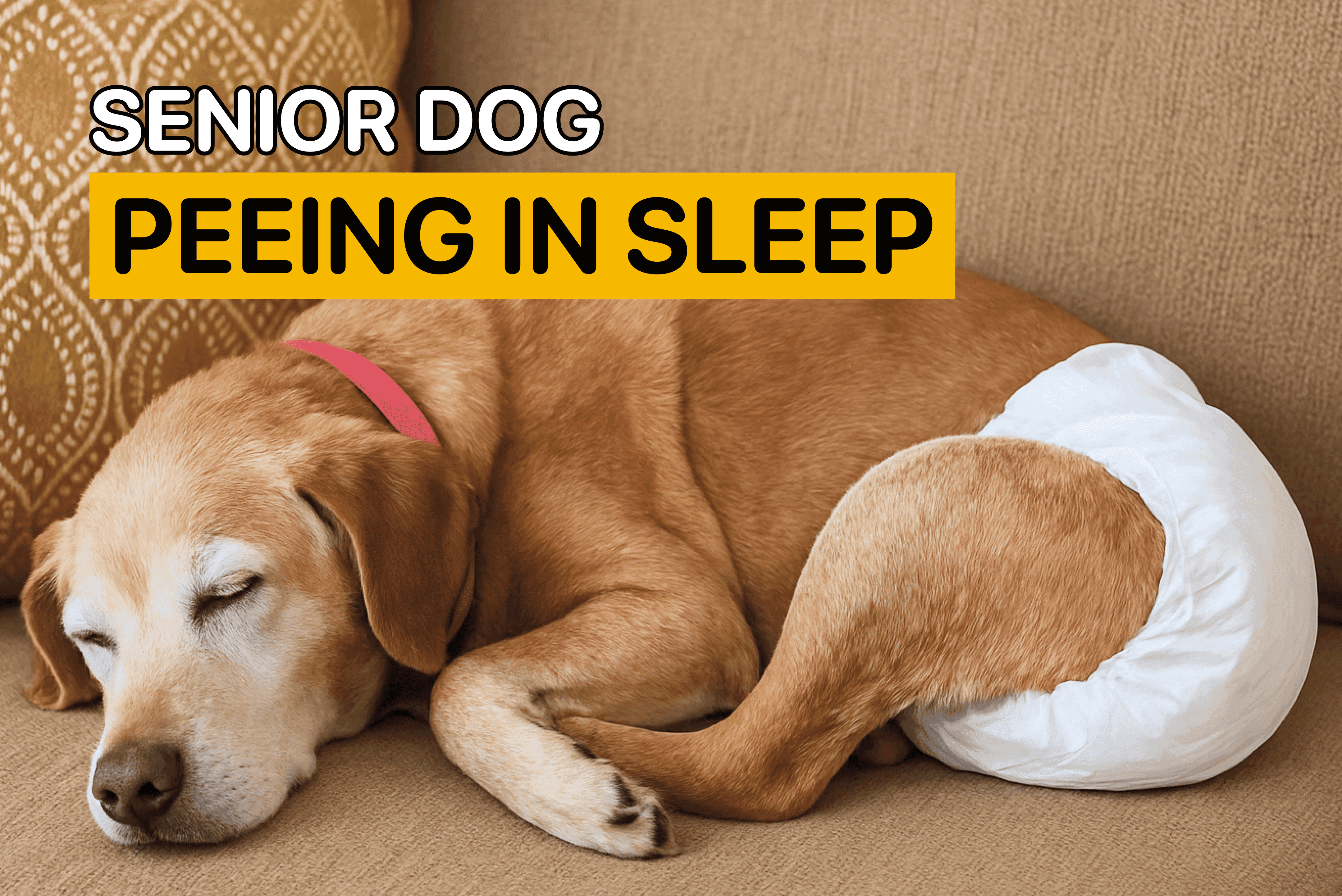 senior dog peeing in sleep