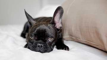 how long to train puppy