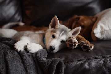 fear stages in dogs