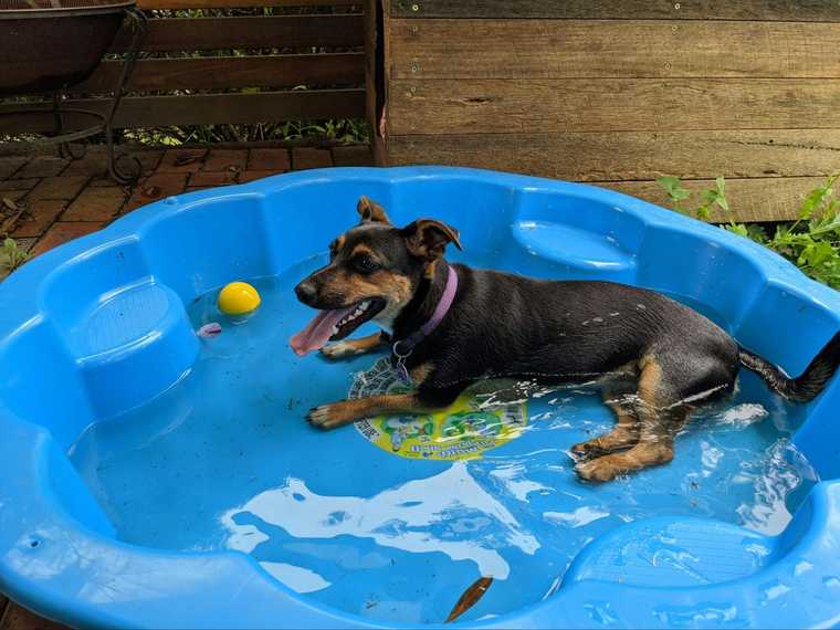 how to cool an overheated dog