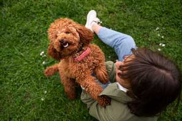 best way to train a goldendoodle
